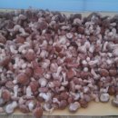 둘이농장 이미지