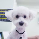 개도만족 이미지