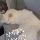 예뻐질 : 개 네이버블로그
