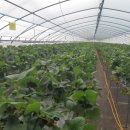 논실농장 이미지