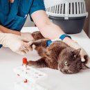 24시 모란동물 메디컬센터 이미지