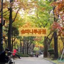 지도 왕벚나무길 이미지