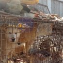 사체농장 이미지