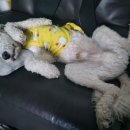 강아지보호구역 이미지