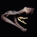 사르코수쿠스 이미지