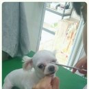 프리티 도그&캣 이미지