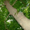 (주)나무 이미지