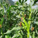 송원농장2 이미지