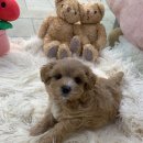 수원강아지분양 요기독 네이버블로그