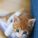 (주)산강아지 이미지