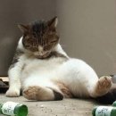 낭만고양이 - 북구 화암1길 34 | 낭만고양이