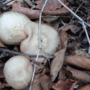 진배농장 이미지