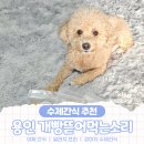 개빵뜯어먹는소리 이미지