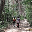 아랫대티 숲 이미지