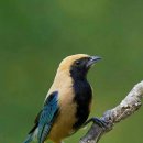 BURNISH BUFF TANAGER 이미지