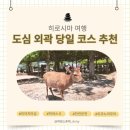 도시공사 앞 교통섬 | 히로시마 여행 미야지마섬부터 온천 힐링까지, 도시 외곽 완벽 코스