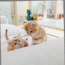 번식왕의브리딩센터 | 창릉동고양이입양센터 캣스토리