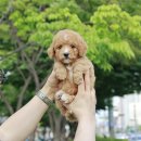 미니펫 강아지분양 고양이분양 강남점 이미지
