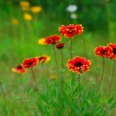 세잎클로버 이미지