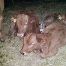 손지농장 이미지