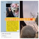 댕댕카 이미지