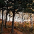 원대리 자작나무숲 이미지