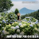 거제시티투어㈜ | 2025 거제 수국 명소 거제도 가볼만한곳, 실시간 개화 현황 후기