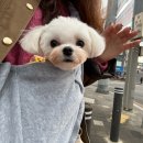 영등포구 | 영등포 애견미용 내돈내산 포근포근 강아지미용실