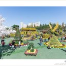 송이유치원 | 전북 익산 가볼만한곳 천만송이 국화축제 볼거리 놀거리 핑크뮬리