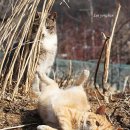 발라당 이미지