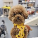 다온멍스쿨 이미지