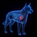 고등동물병원 이미지