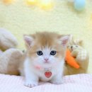 냥이의꿈 이미지