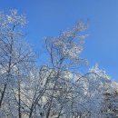 ［고산］옷잘입는강아지 펫패션 | 봄 산책필수템 꽃보다 예쁜 강아지 가디건 이누네코 후기