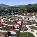 장미축제 이미지