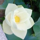 백연세탁 이미지