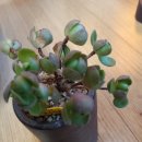 마감~아도데스 이미지