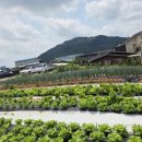 버들식당 | 서이천 제육볶음 맛집 버들식당 추천 후기 밥맛 명인과 직접 기른 텃밭의 정성