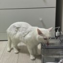 상상동물병원 이미지