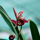 꽃들의 향연 이미지