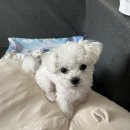 카페오아유 | 대전 애견 미용) 강아지미용실 목욕+위생 미용 후기