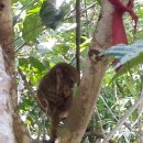 보홀의 유명인사 타르시어스 ( 안경 원숭이 ) 이미지