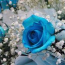 로즈데이 이미지