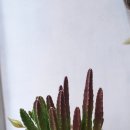 우석다방 이미지