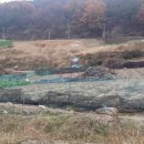 금산농장 2 이미지