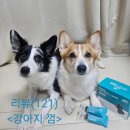 요한농장 | (강아지 껌 추천)벨라맥스 델탈껌코어 급여 후기