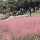 우리꽃식물원 이미지