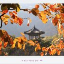 [스크랩] 초강천이 휘감아 도는 월류봉에 달도 머물다 간다는 한천팔경의 가을 풍경....