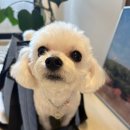 부산애견미용 만족 후기 미모 폭발한 달달그루밍