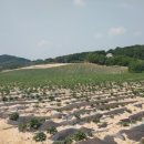 보리수 산장 이미지